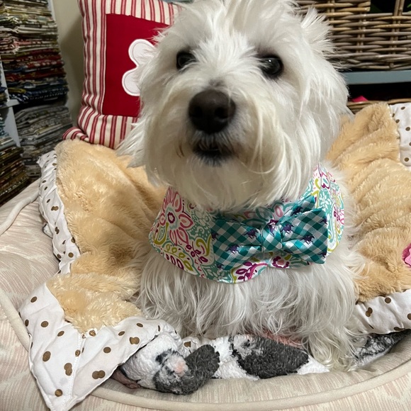 BOWTIE CAPES - Picture 5 of 7